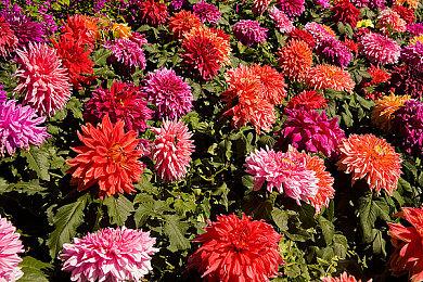 好玩、可爱的动作冒险RPG《奇塔利亚童话》今天在PC和主机平台发布 + 全新宣传片！